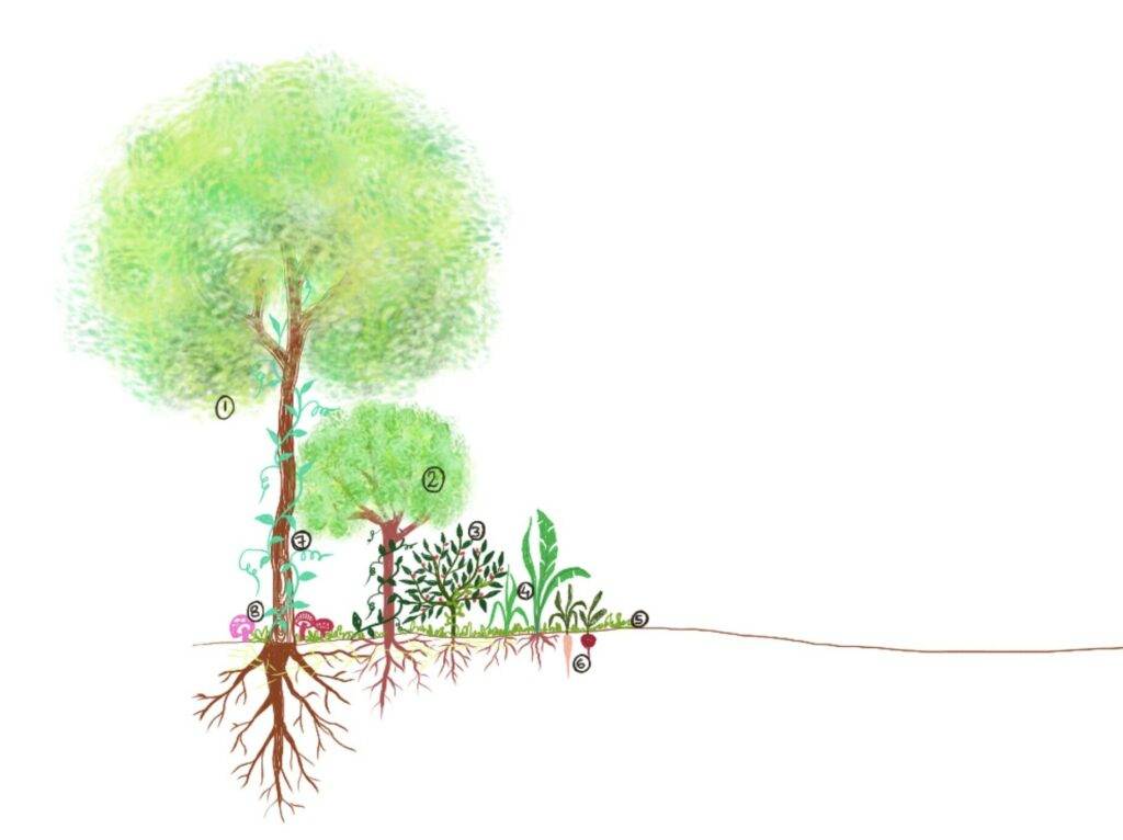 plant species analysis