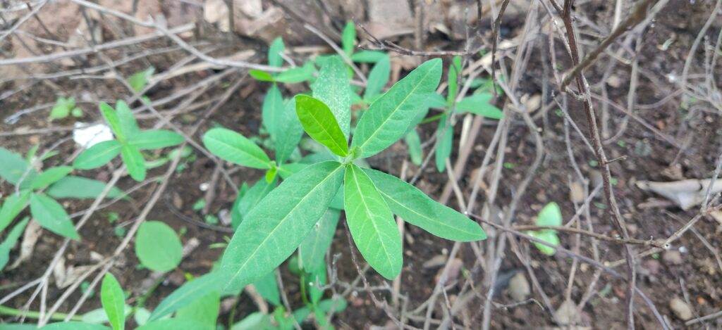 young sunnhemp plant