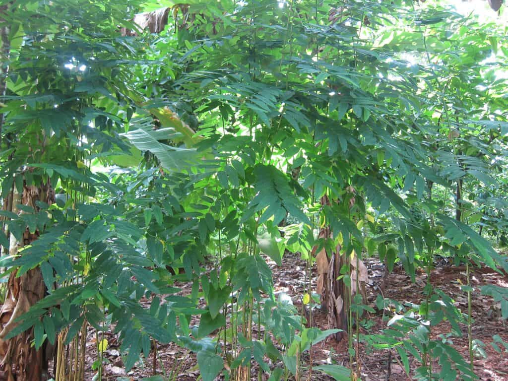 katukbananas