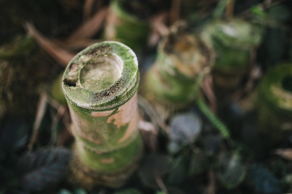 bamboo stumps