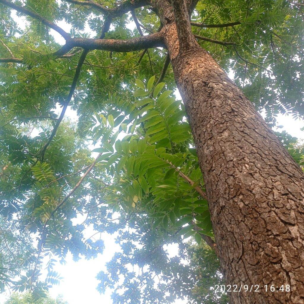 boswellia serrata leaves and bark