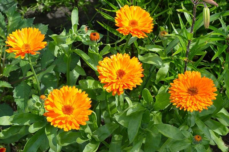 blooming calendula (lat. calendula officinalis) in the garden