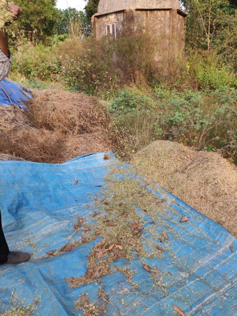 moth bean chaff
