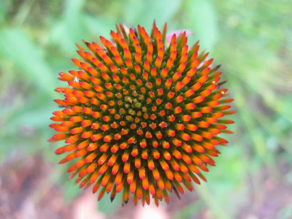 echinacea (1)