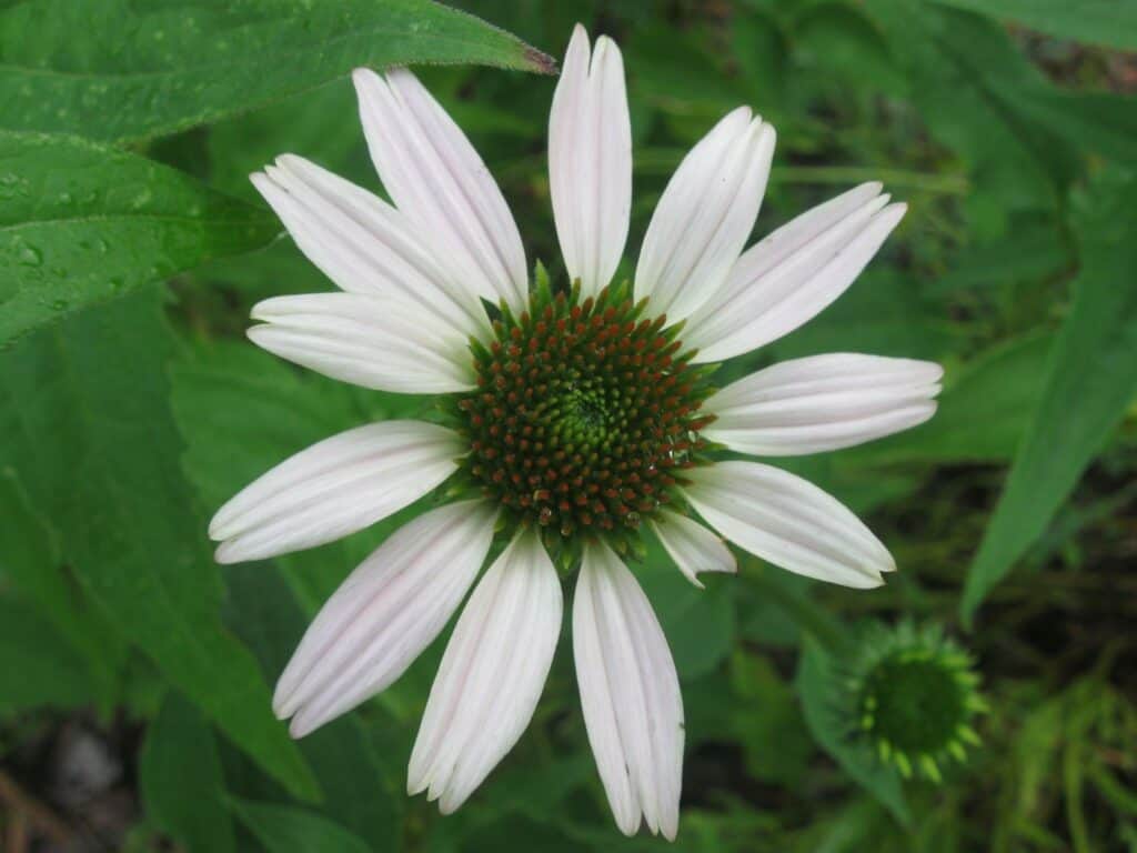 echinacea (1)