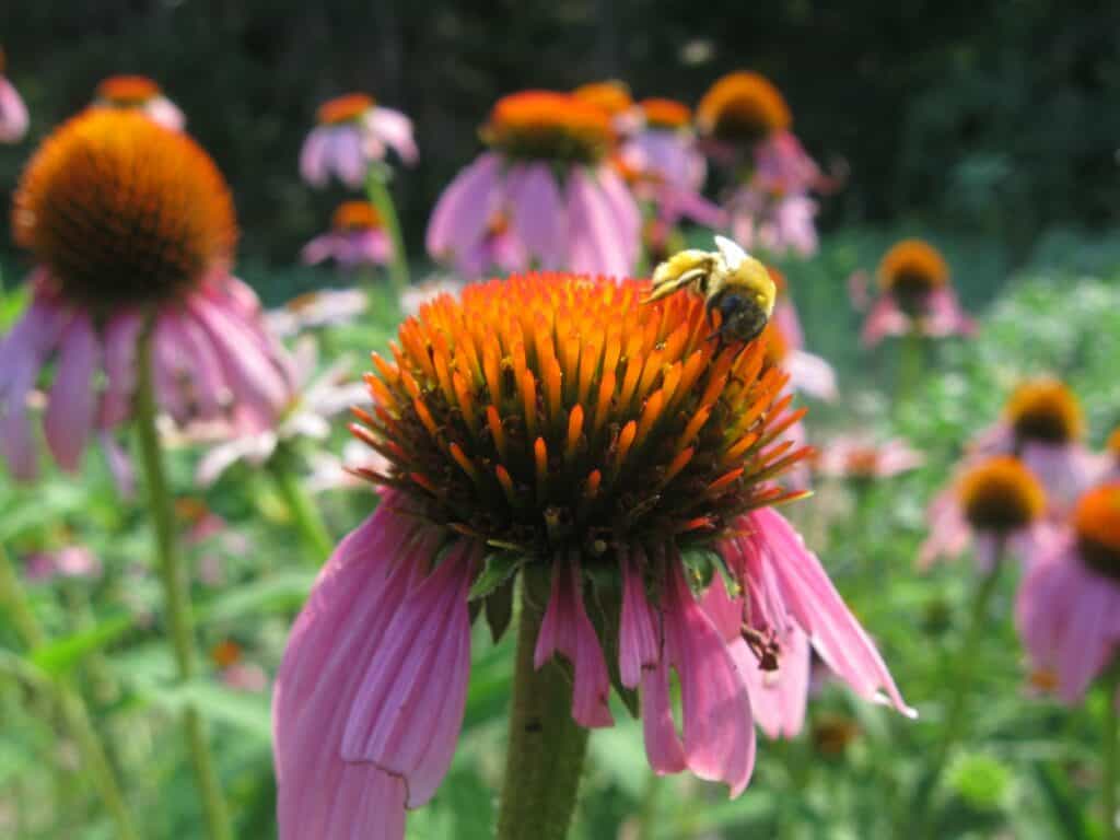echinacea (3)