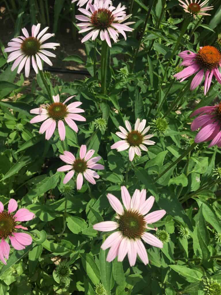 echinacea (4)