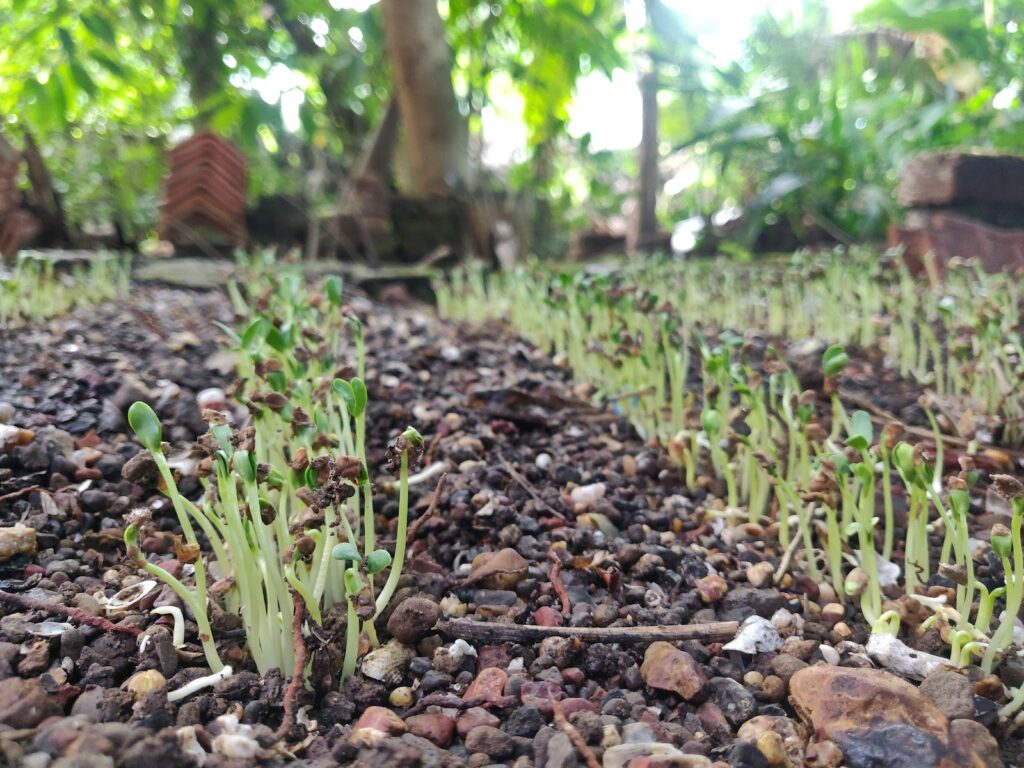 fenugreek in soil