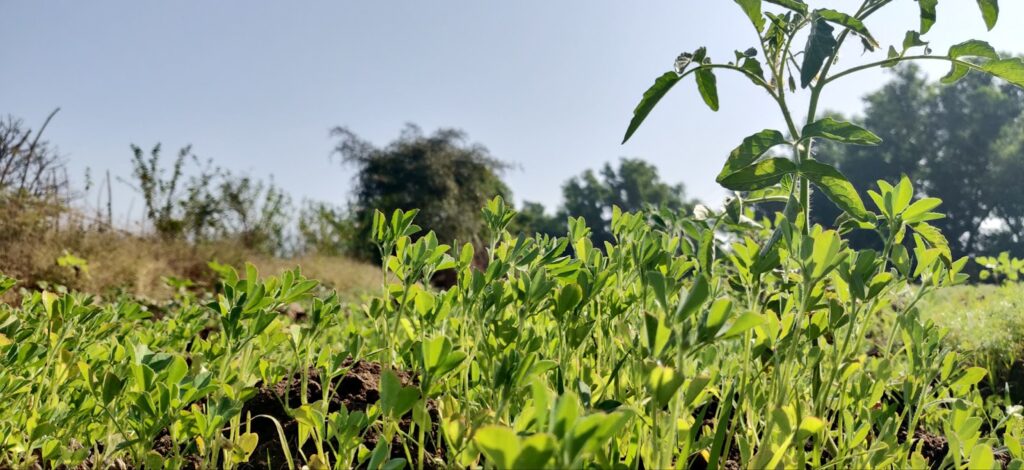 fenugreek plant