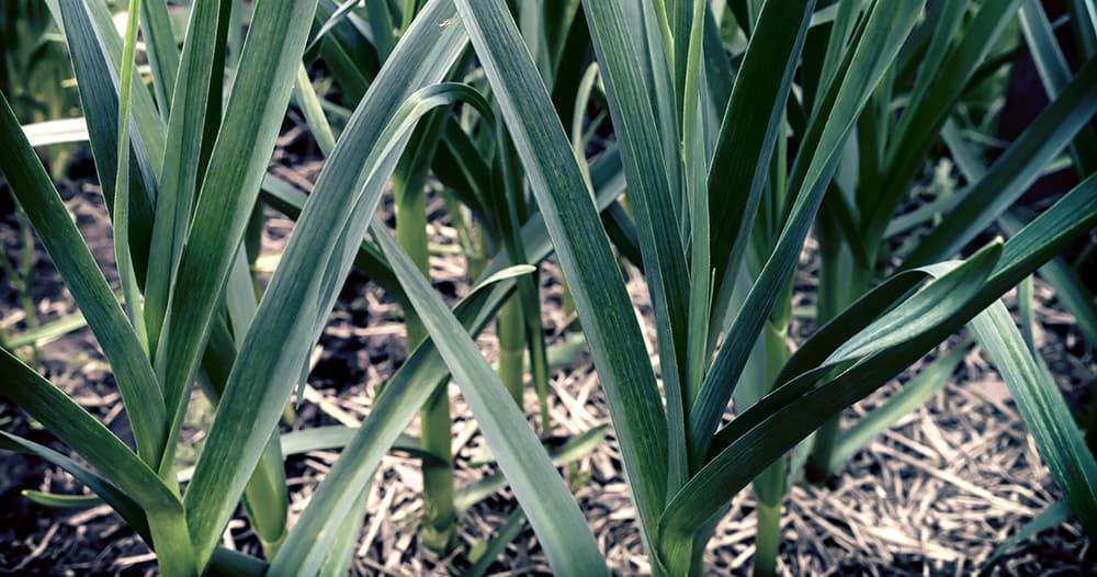 on a bed in the garden growing garlic.
