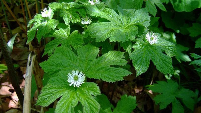 golden seal antiviral