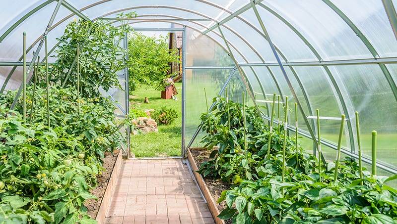arched greenhouse
