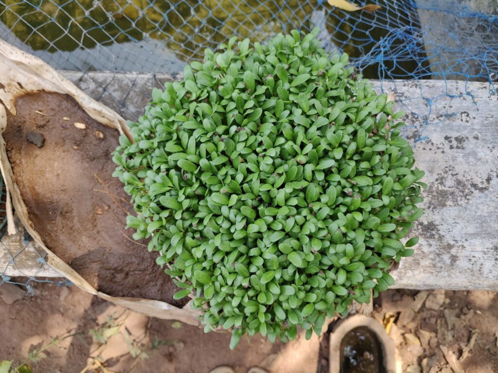 growing fenugreek