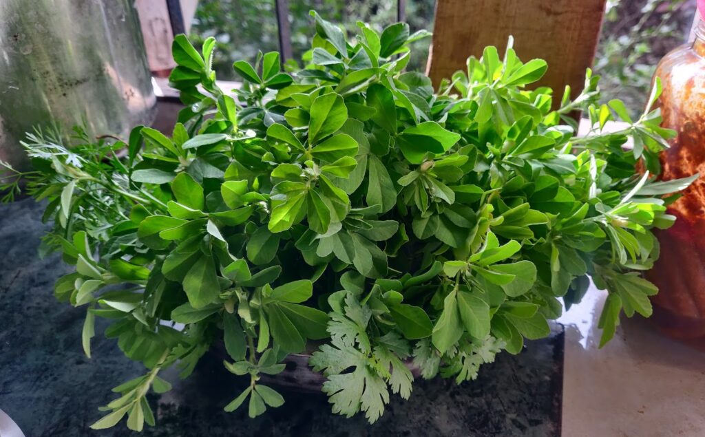 harvested fenugreek