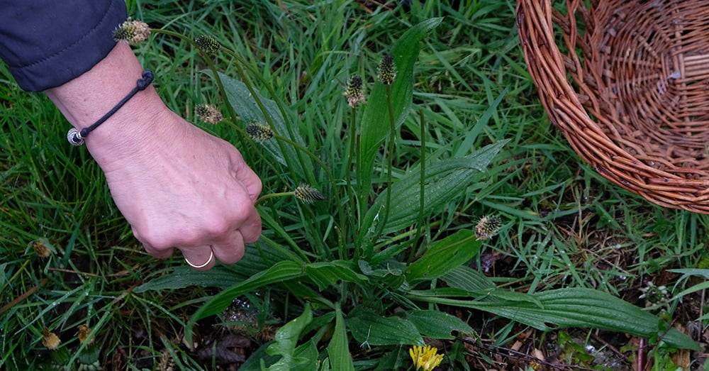 frau erntet wildkraut spitzwegerich