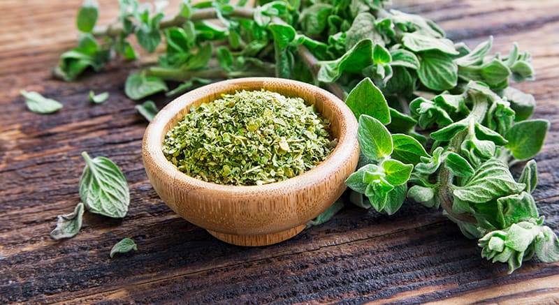 fresh and dried oregano herb on wooden background