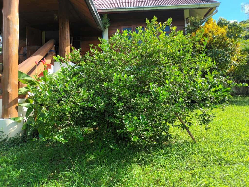 healthy lime tree