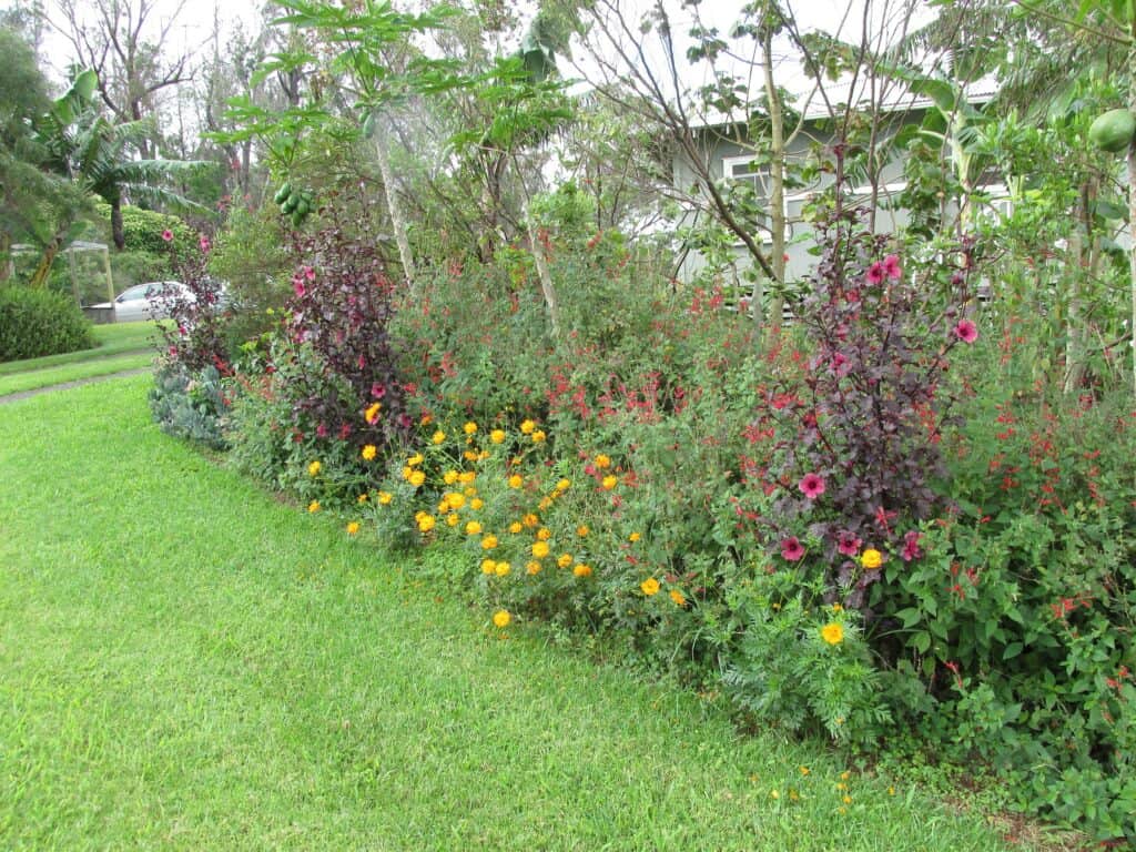 hibiscus acetosella in row