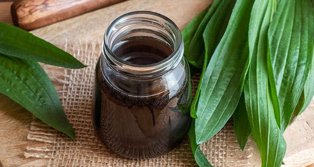 ribwort plantain syrup with fresh ribwort plantain leaves
