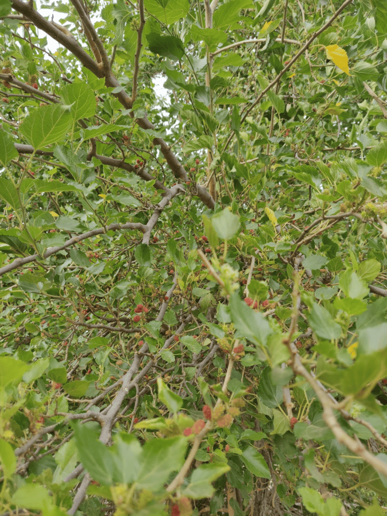 caesalpinia bonducella