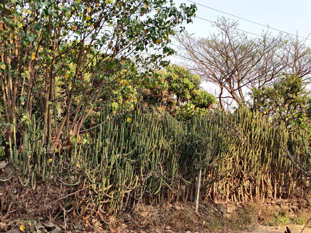cacti-only fence