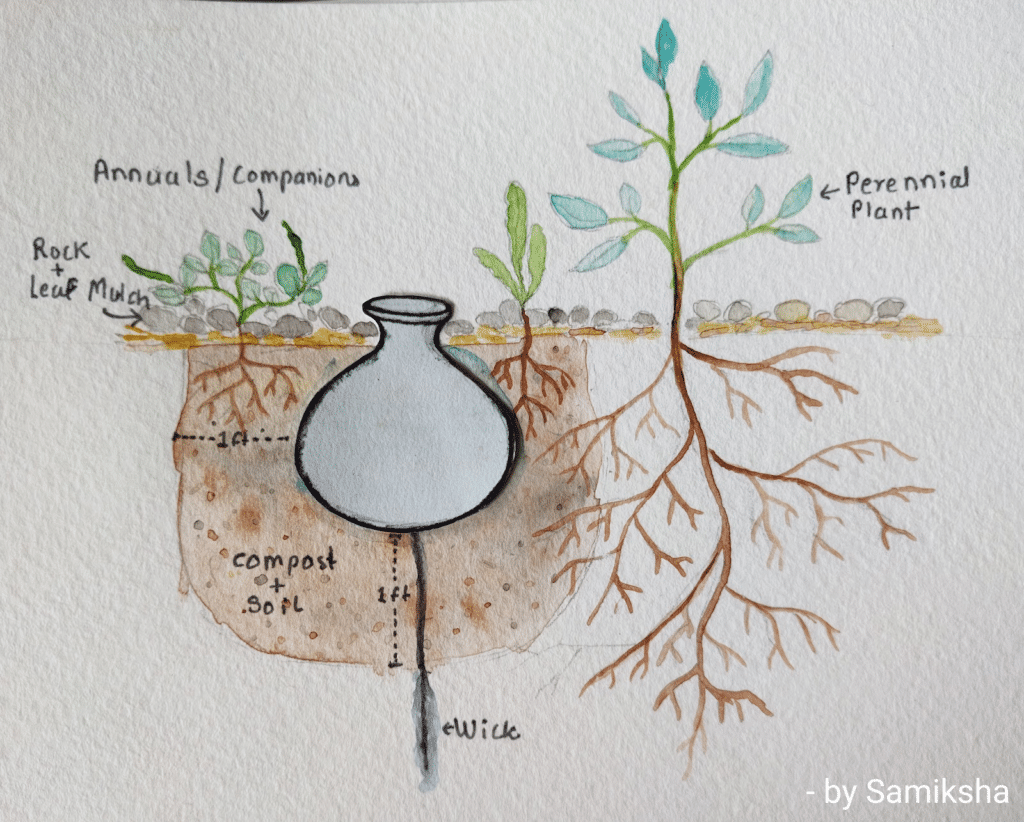 pitcher irrigation setup with wick