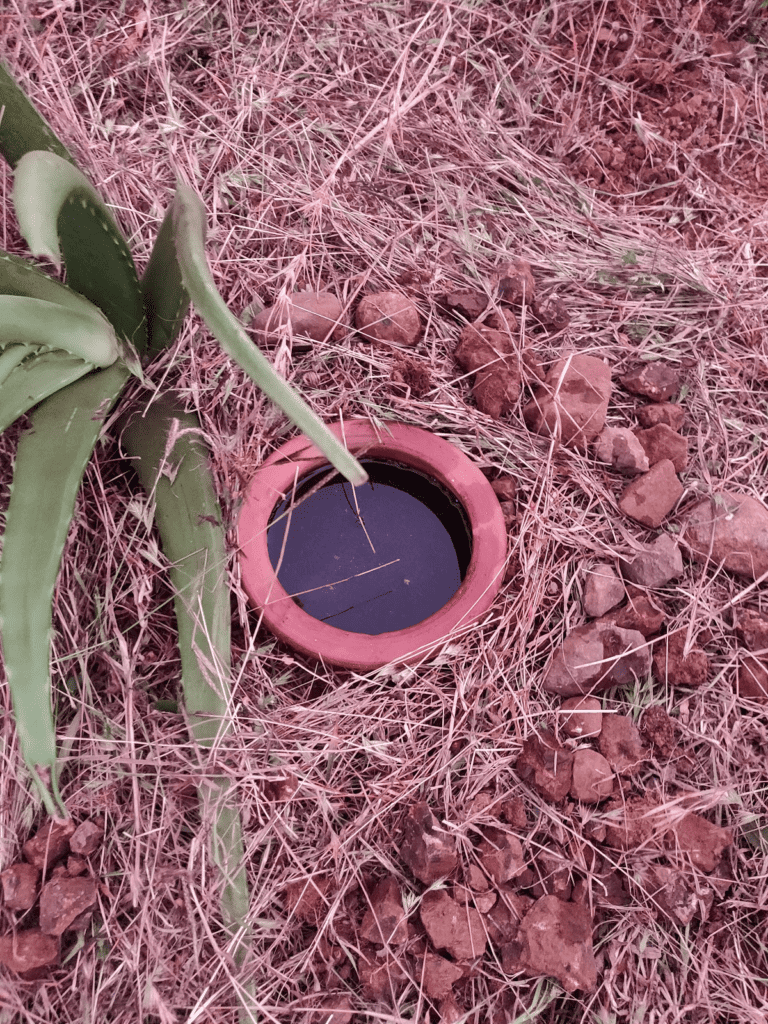 mulching the pitcher