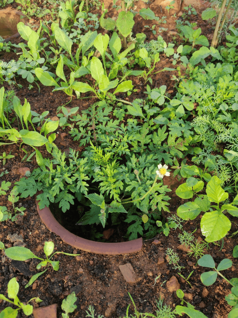 pitcher buried in vegetable bed