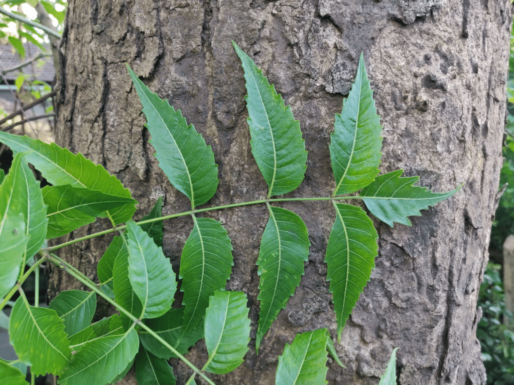 azadirachta indica