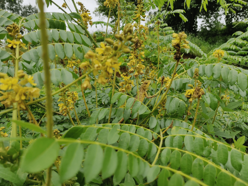 garden lizard on caesalpinia bonduc living fence
