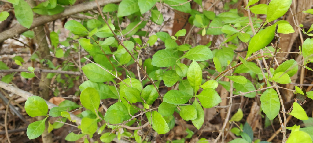 lawsonia inermis