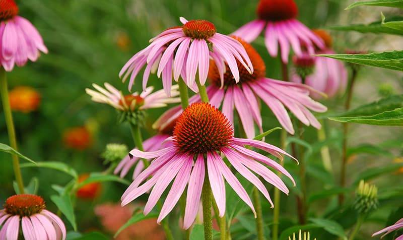 echinacea purpurea