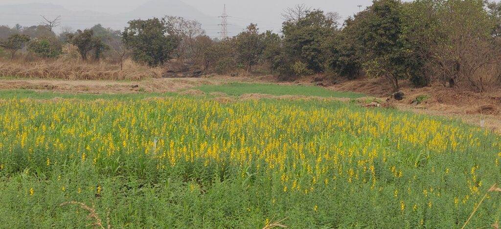 intercrop