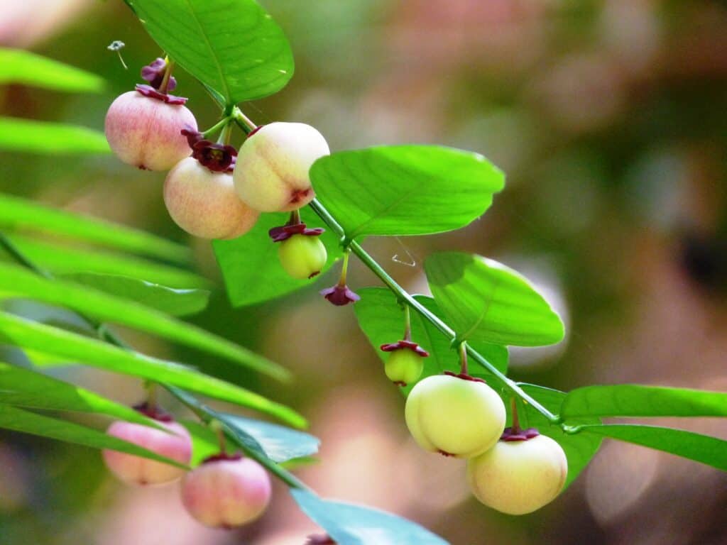 katuk plant (1)
