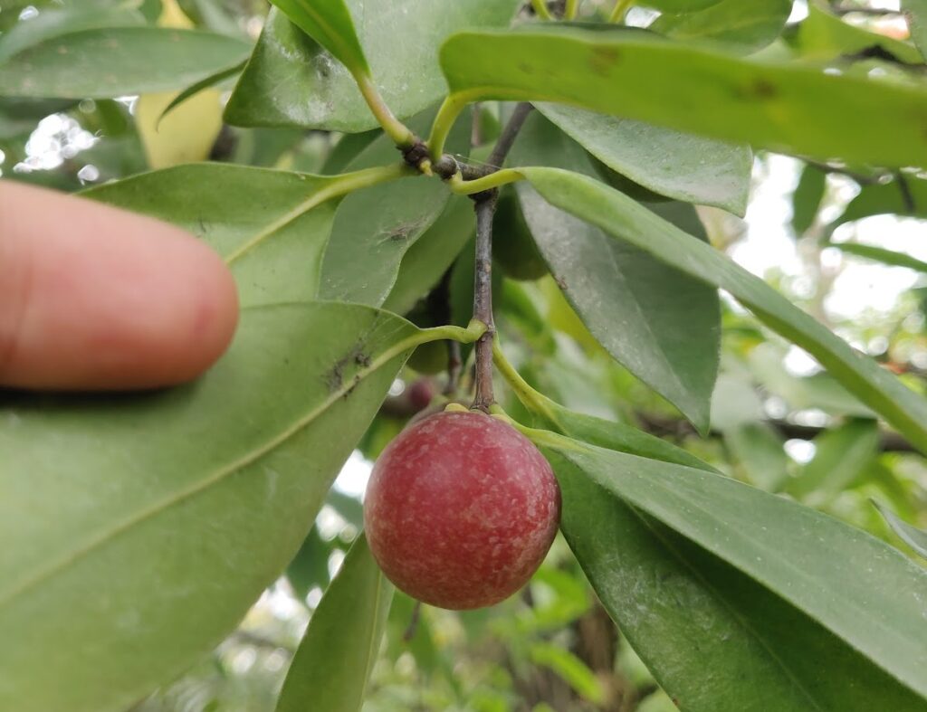 kokum fruit in tree