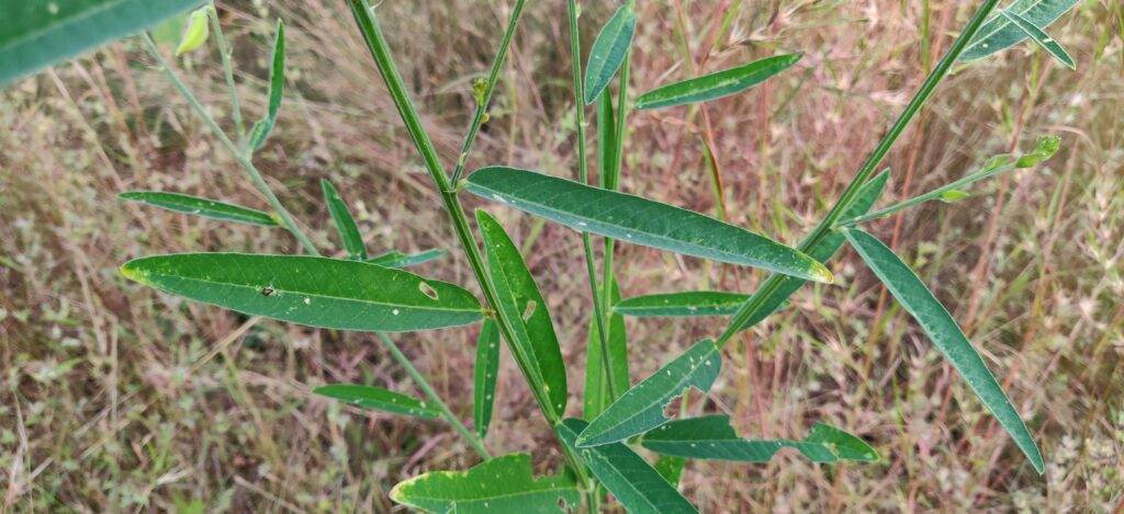 leaves