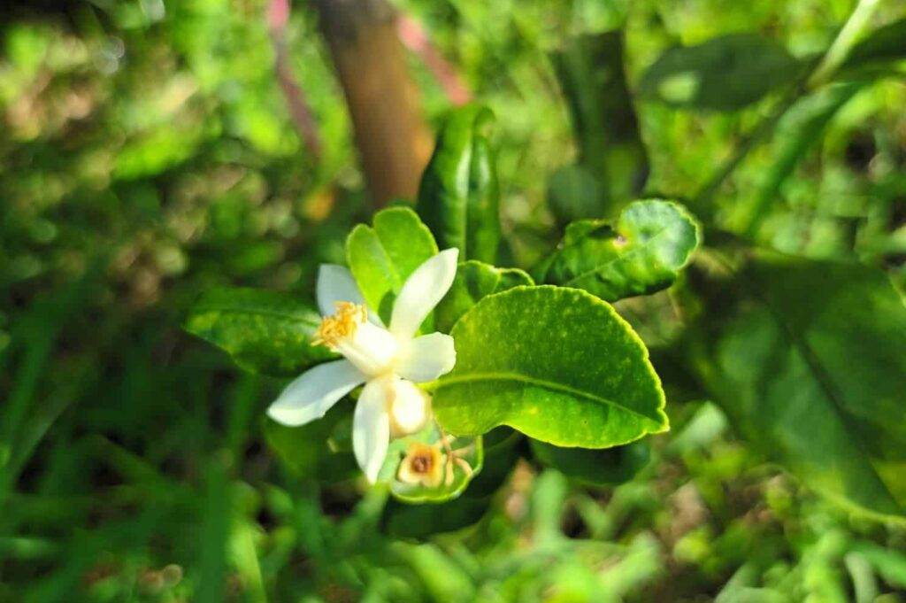 lime flowers