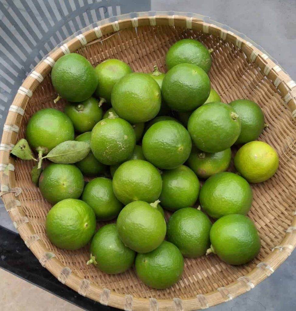 lime harvest basket