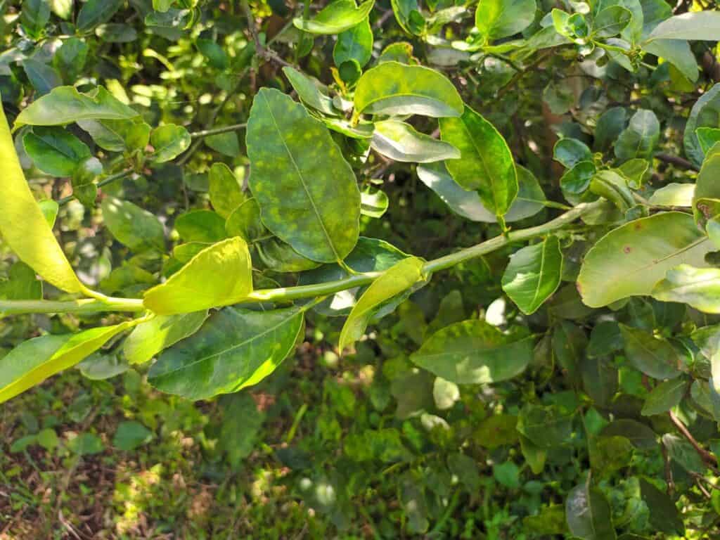 lime shoot