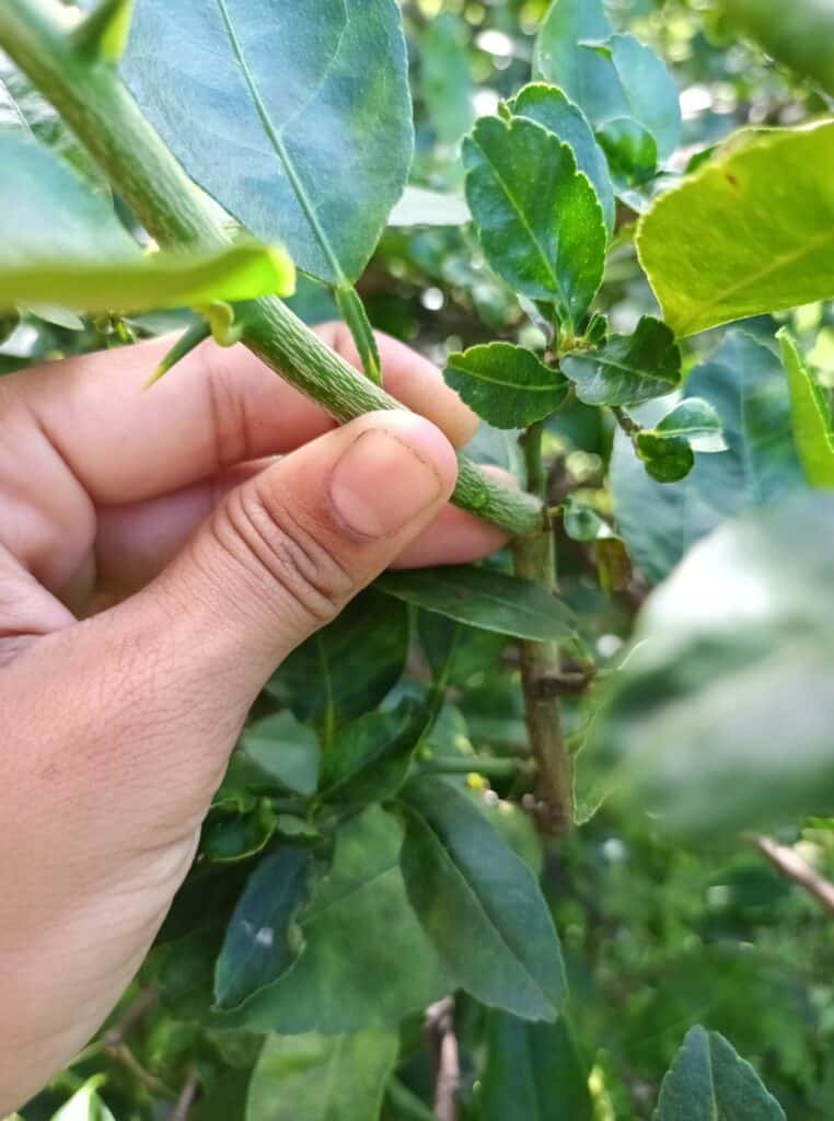 lime thorns