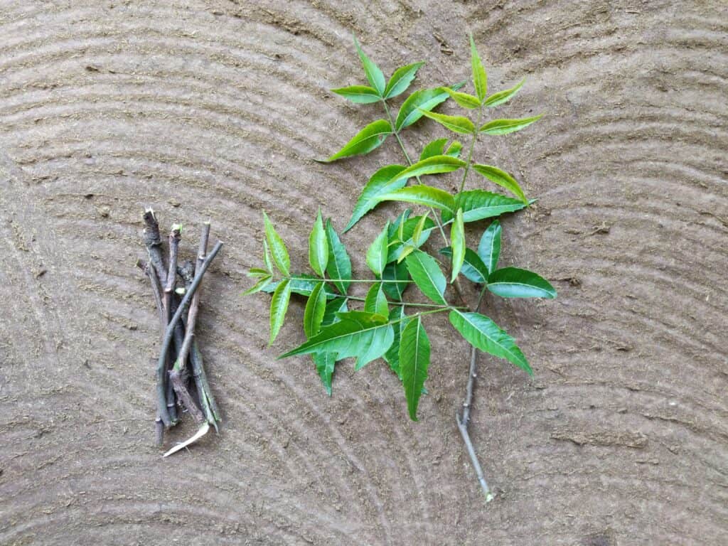 neem tree (4)