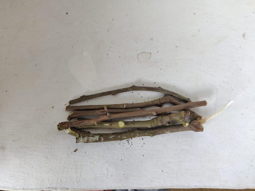neem tree (7)