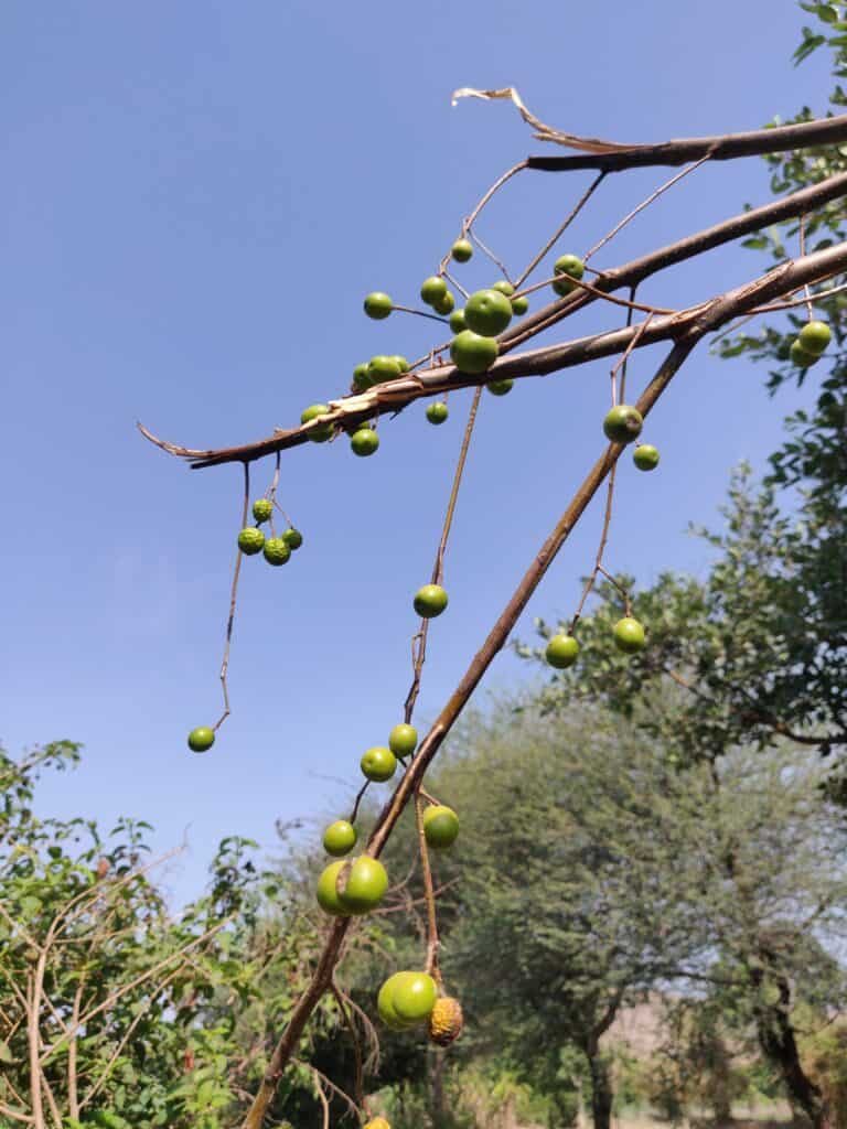 neem tree (8)