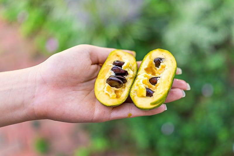 pawpaw fruit cut open