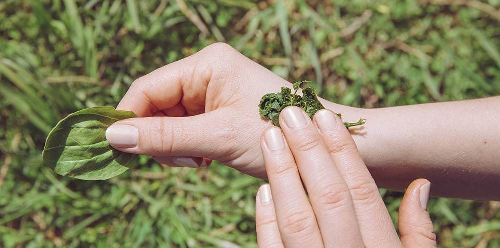 plantago poultice
