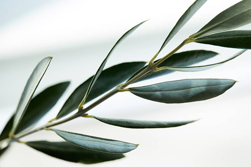 close up view of leaves of olive branch on blurred background