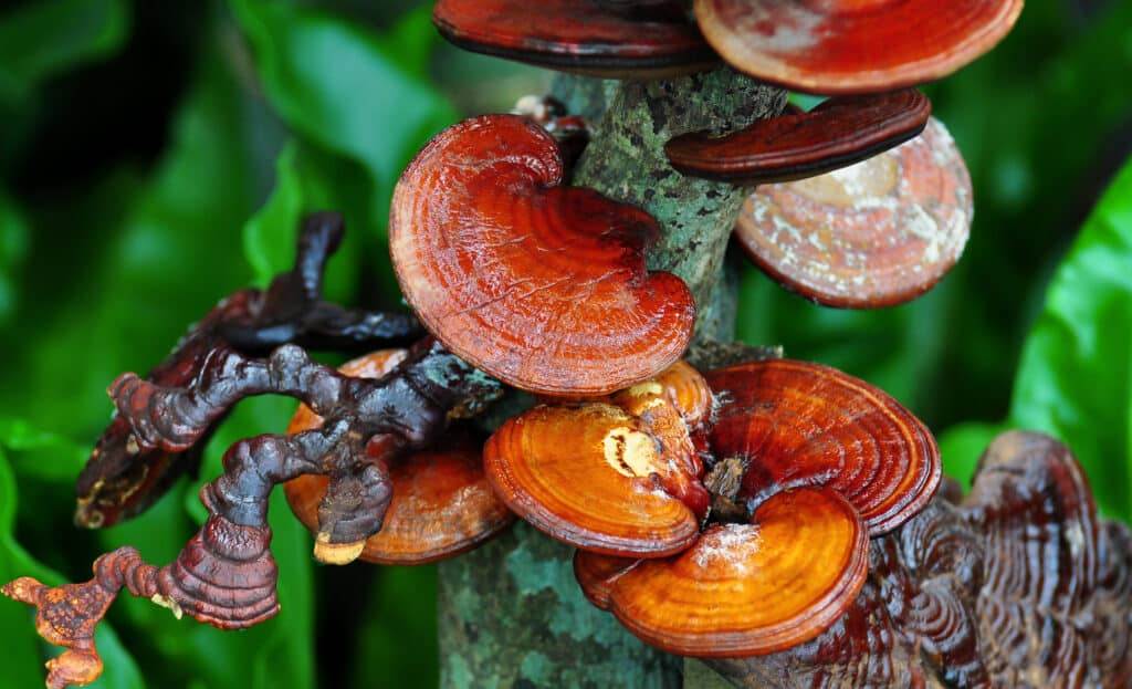 ganoderma lucidum