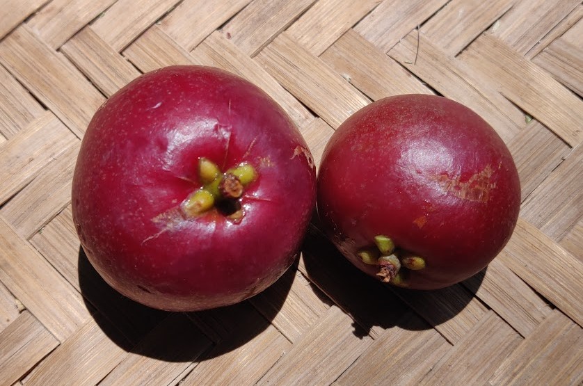 ripe kokum fruit