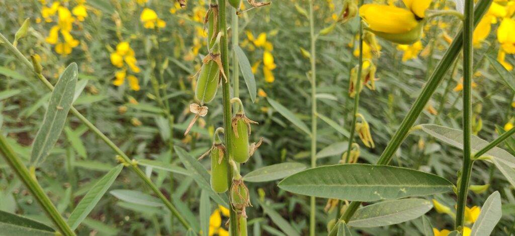 seedpodsgreen3