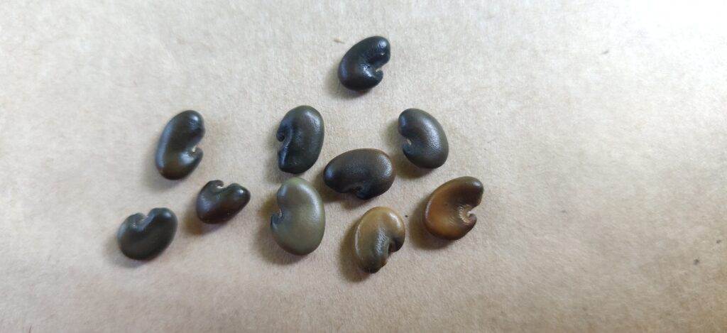 seeds